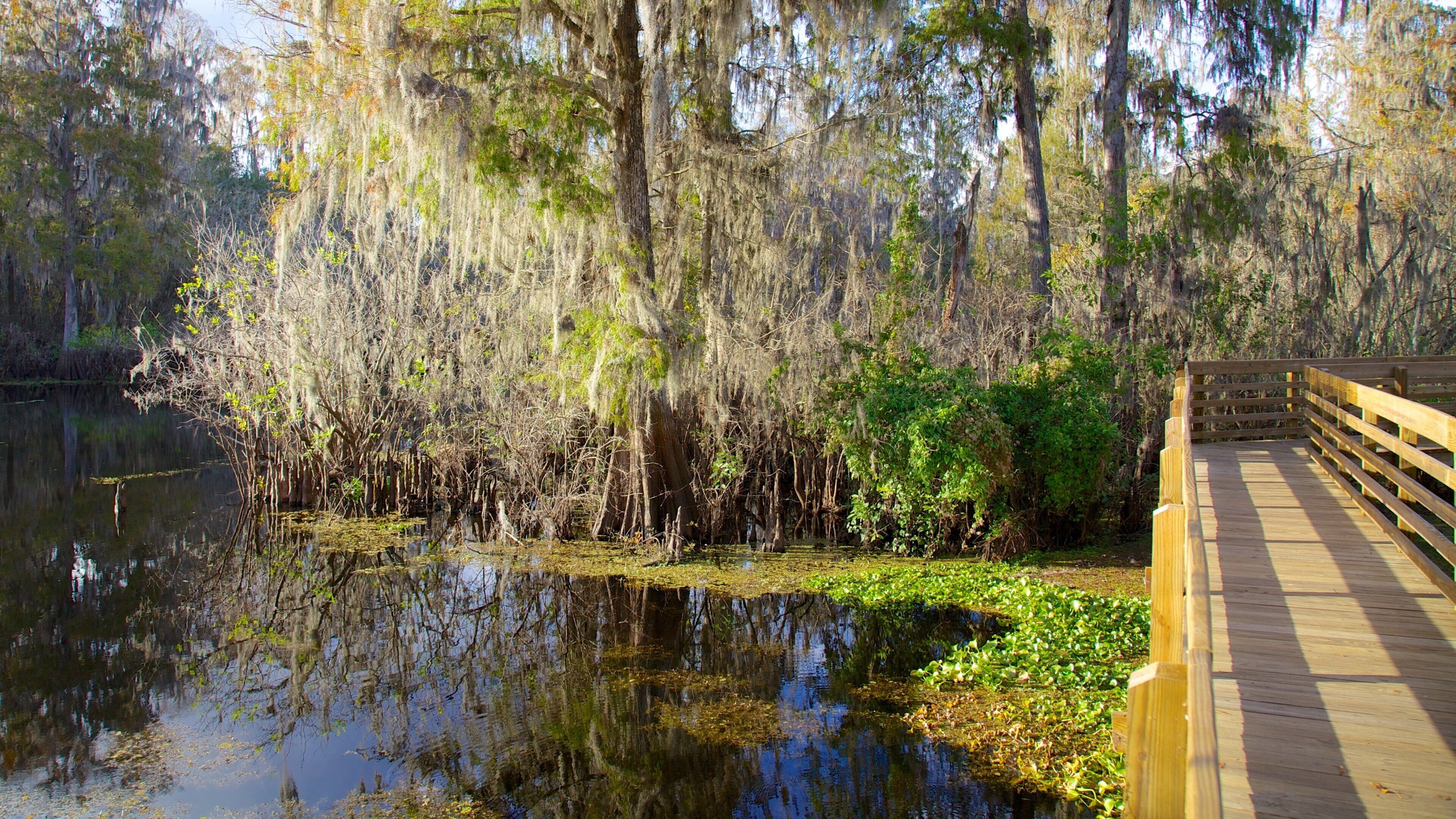 Lettuce Lake Park featuring forest scenes, a garden and a pond