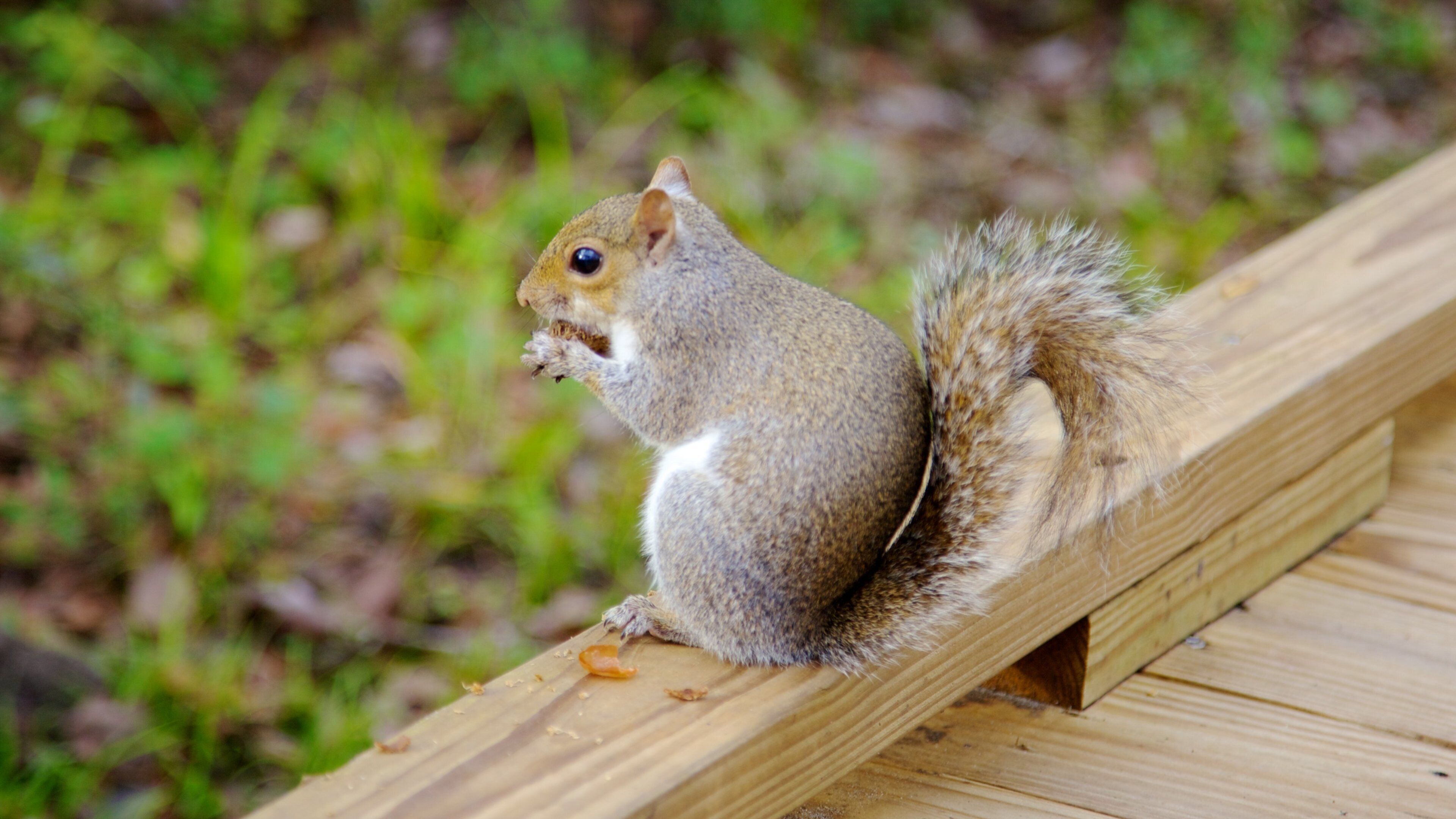 Lettuce Lake Park featuring animals and cuddly or friendly animals