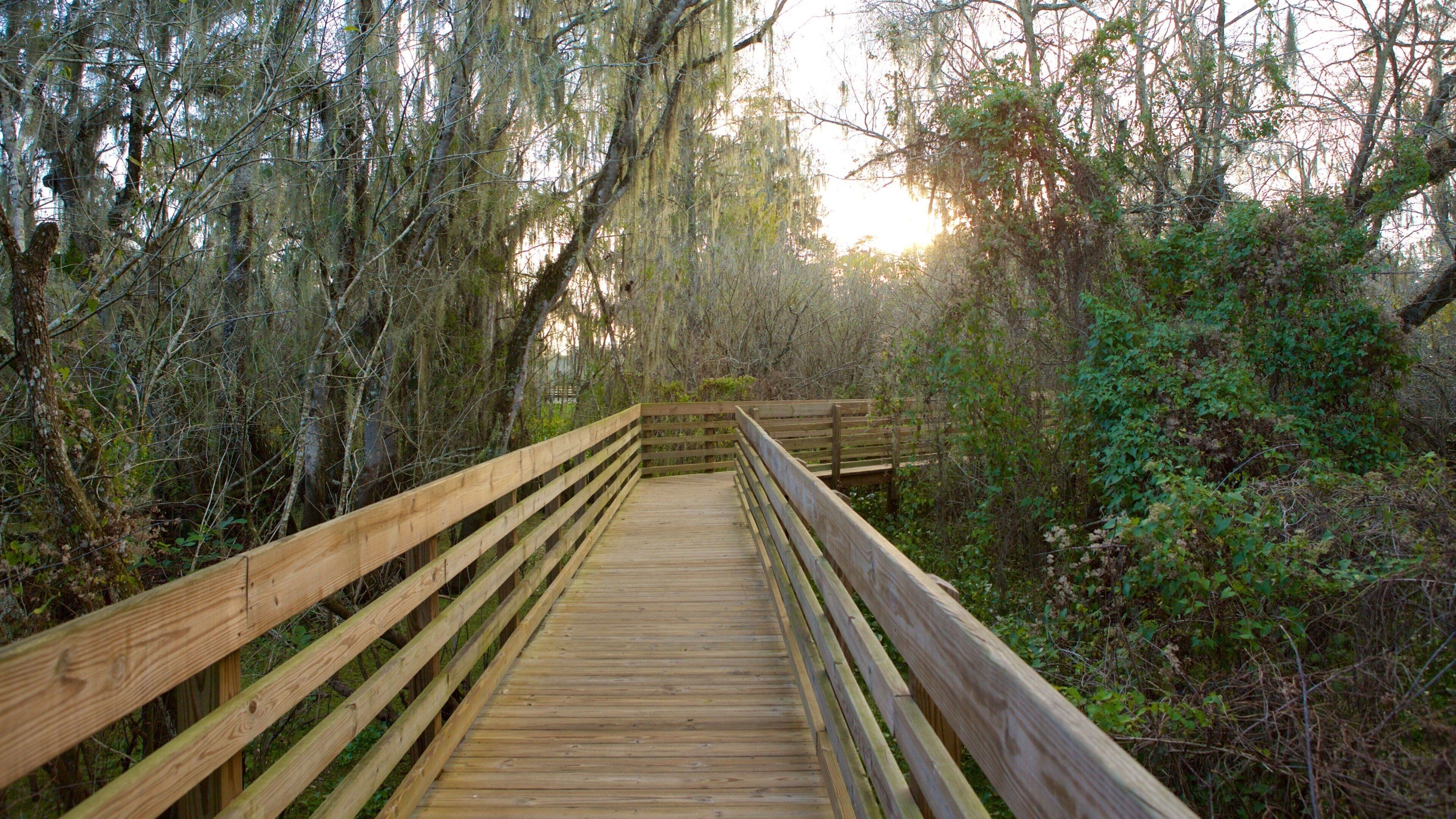 Lettuce Lake Park mit einem Brücke