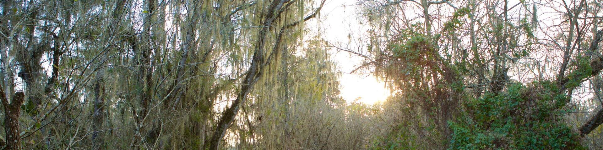 Lettuce Lake Park which includes a bridge