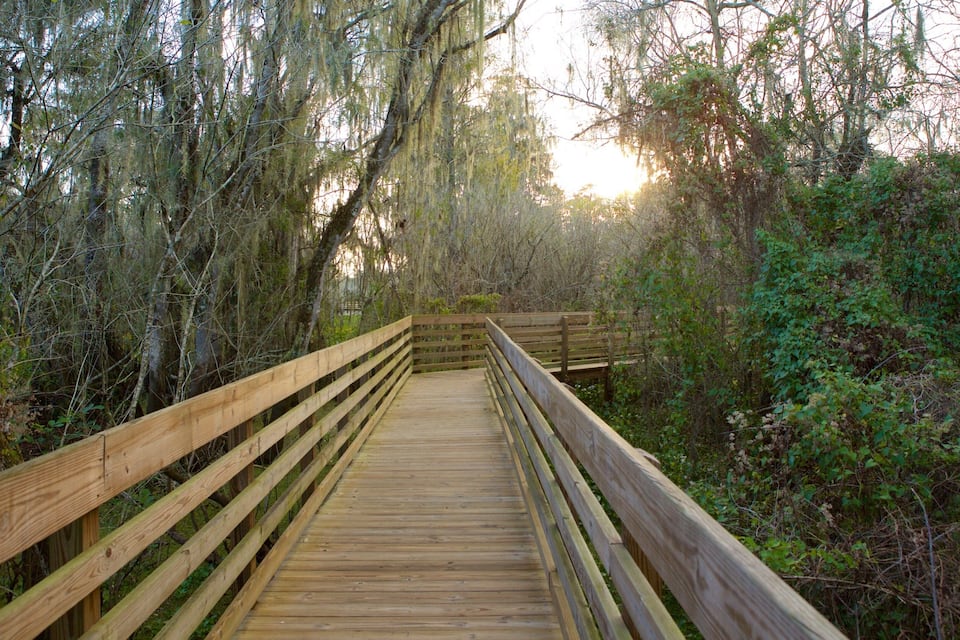 A wooden boardwalk through a dense forest with hanging moss and trees.