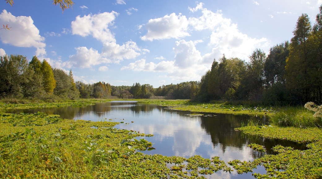 Al Lopez Park showing landscape views, forests and a pond