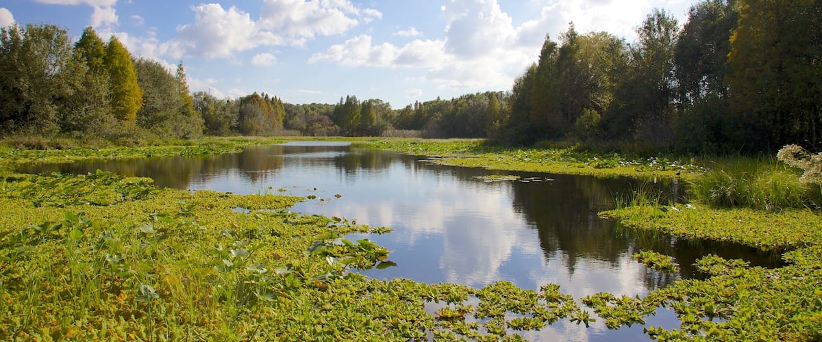 Al Lopez Park showing landscape views, forests and a pond