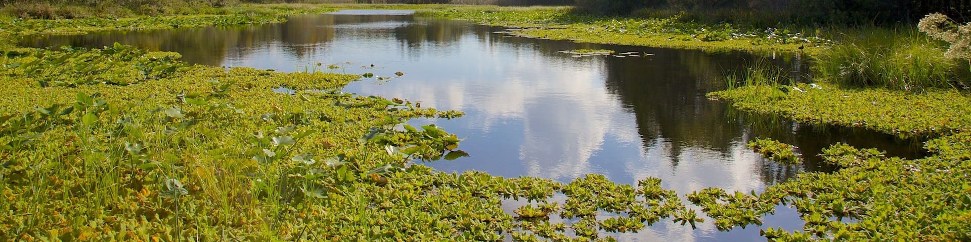 Al Lopez Park showing landscape views, forests and a pond