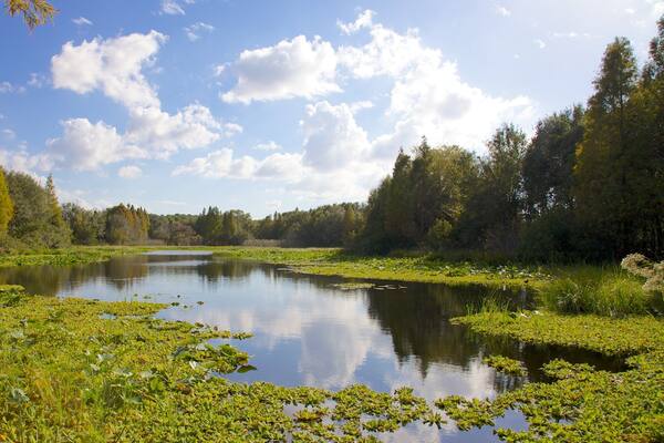 Al Lopez Park showing landscape views, forests and a pond