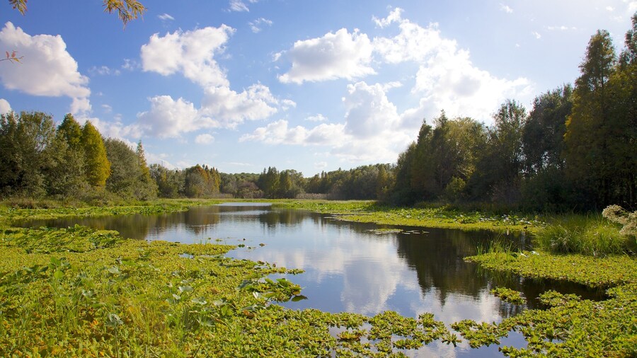 Al Lopez Park showing landscape views, forests and a pond