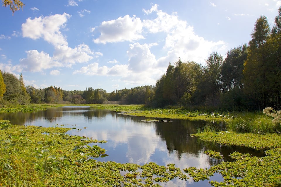 Um lago tranquilo rodeado por vegetação exuberante e árvores.