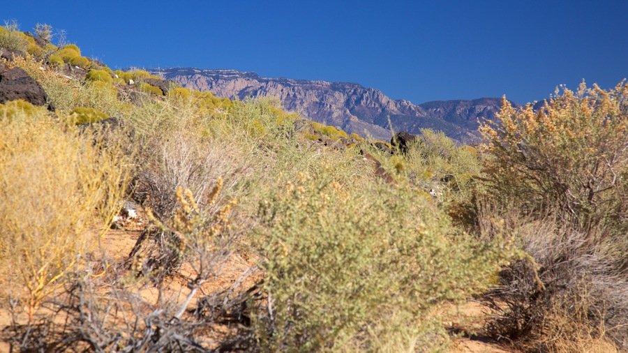 Petroglyph National Monument showing tranquil scenes