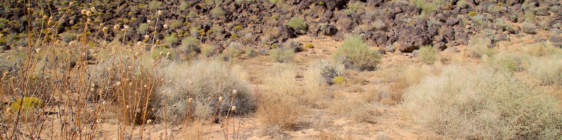 Petroglyph National Monument featuring tranquil scenes