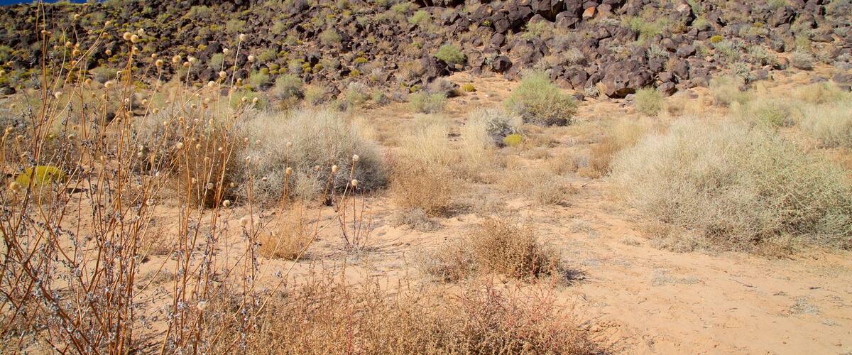 A desert landscape with sparse vegetation and a rocky hill in the background.
