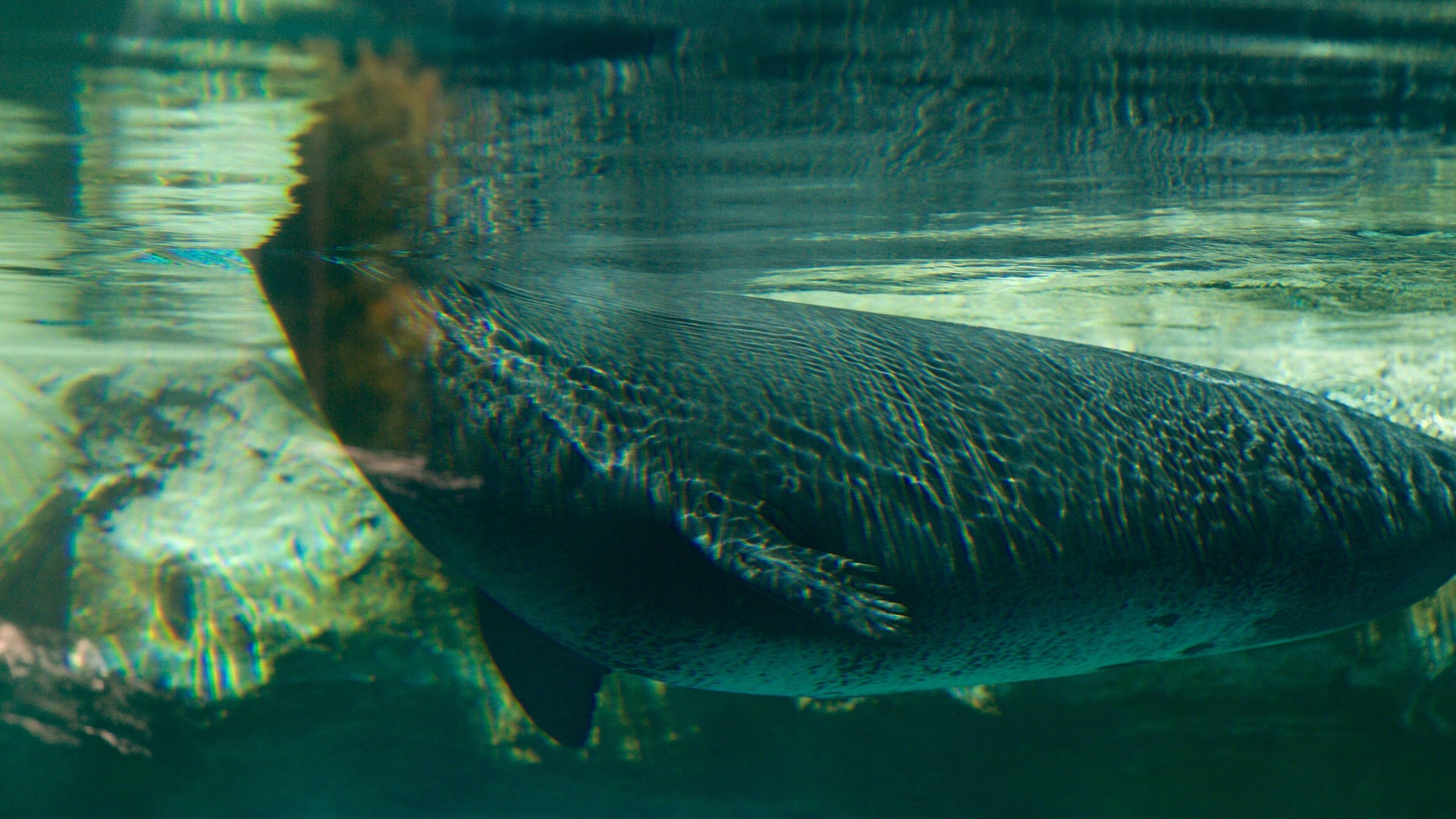 Rio Grande Zoo presenterar zoodjur och havsdjur