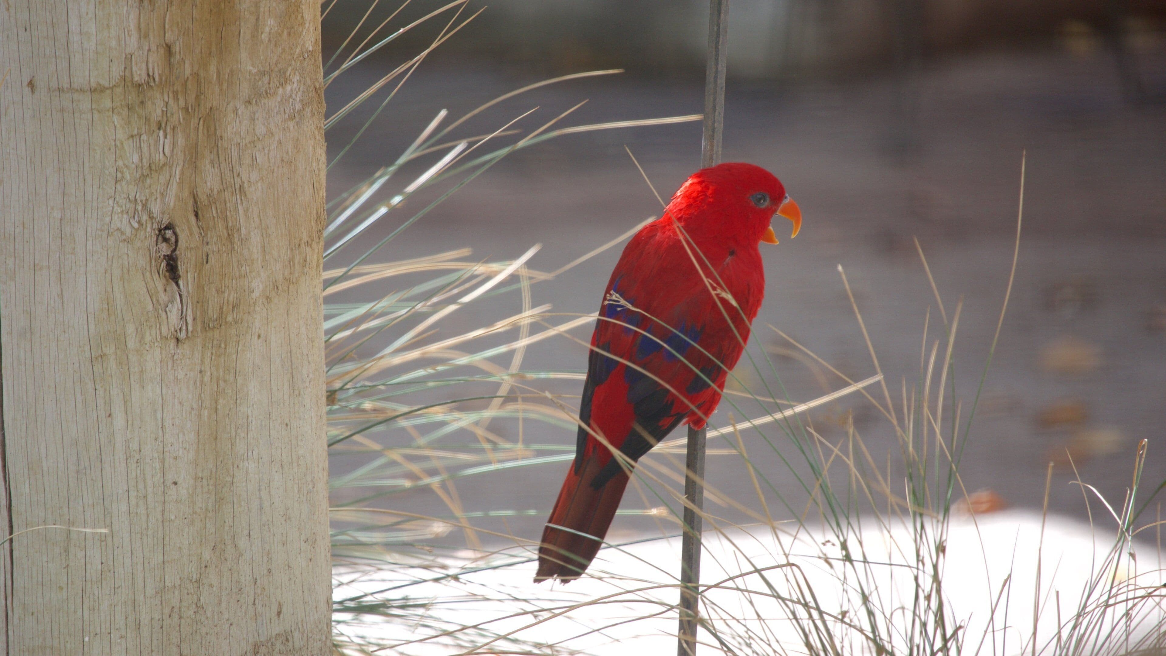 Rio Grande Zoo som inkluderar fåglar och zoodjur