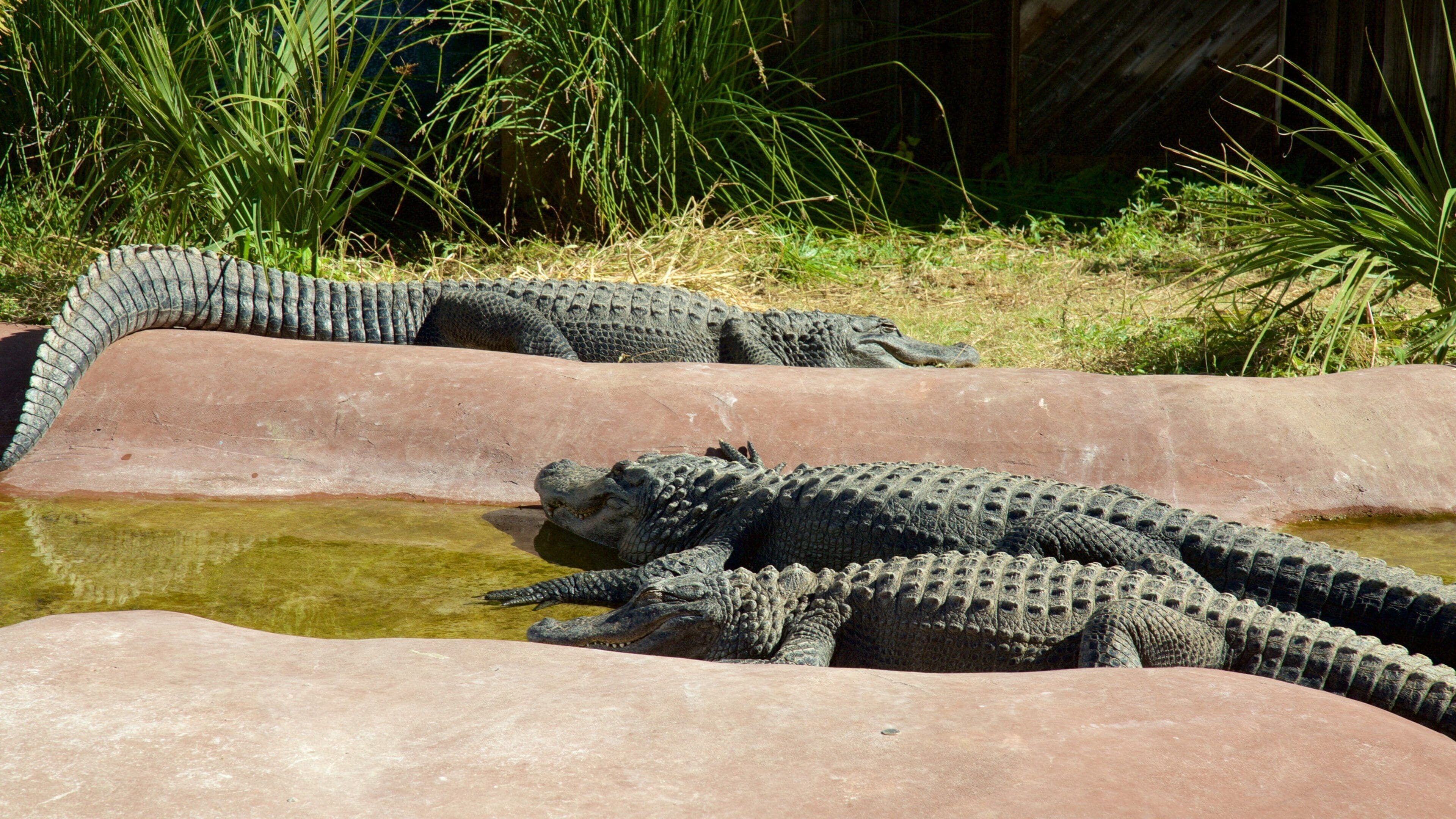 ABQ BioPark Zoo showing dangerous animals and zoo animals