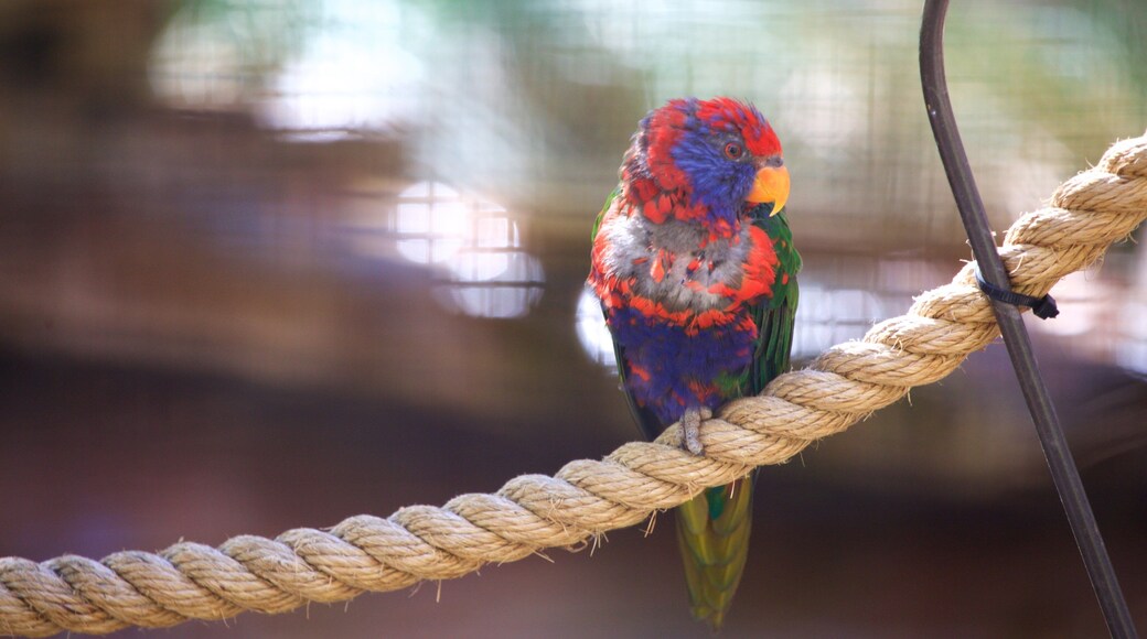 ABQ BioPark Zoo which includes zoo animals and bird life