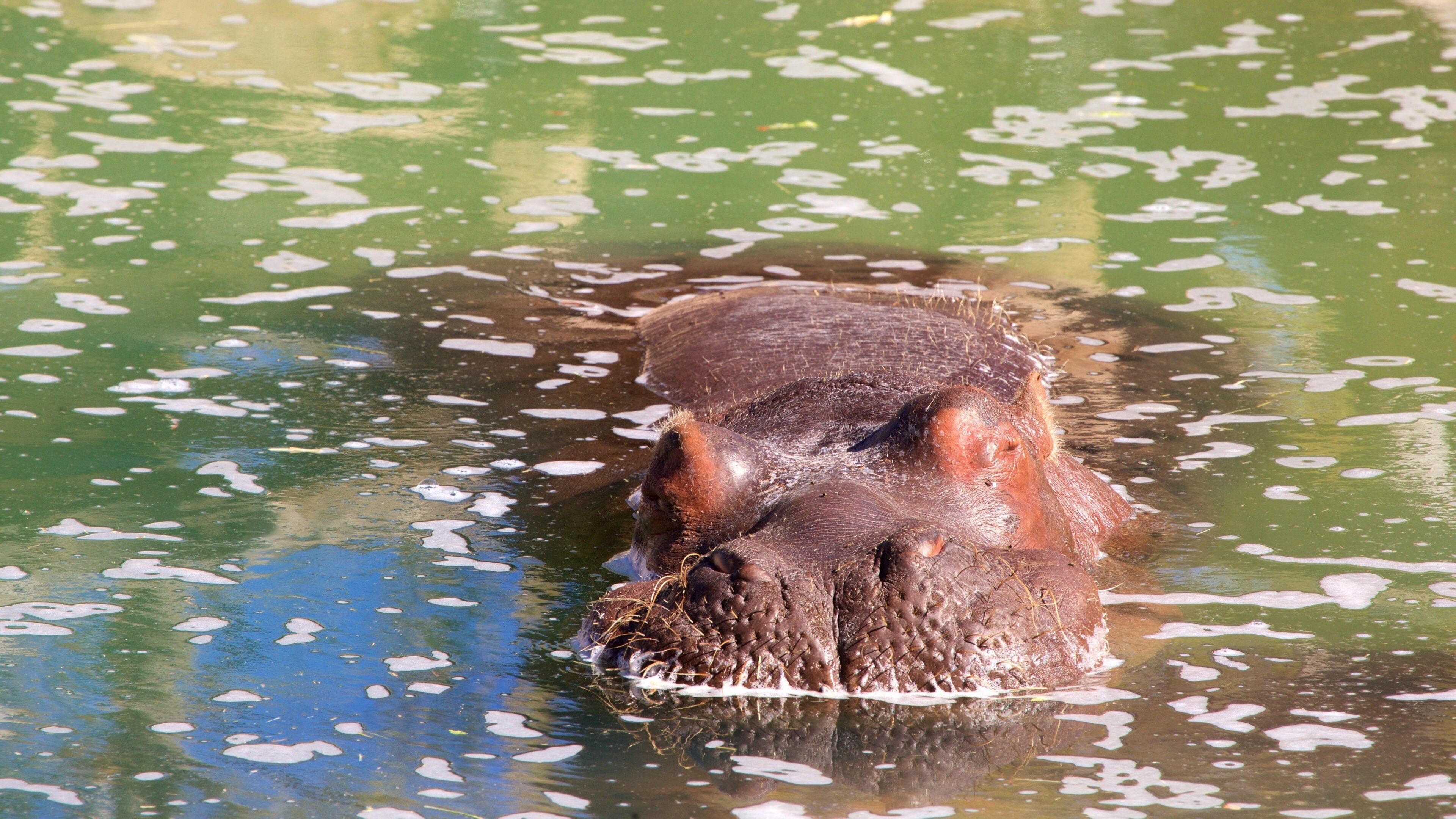 Rio Grande Zoo ofreciendo animales peligrosos y animales de zoológico