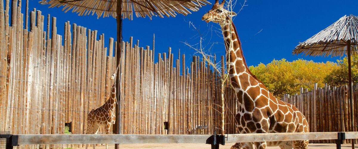 ABQ BioPark Zoo featuring zoo animals and land animals