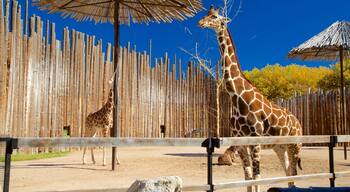 リオグランデ動物園 表示 動物園の動物 と 陸生動物