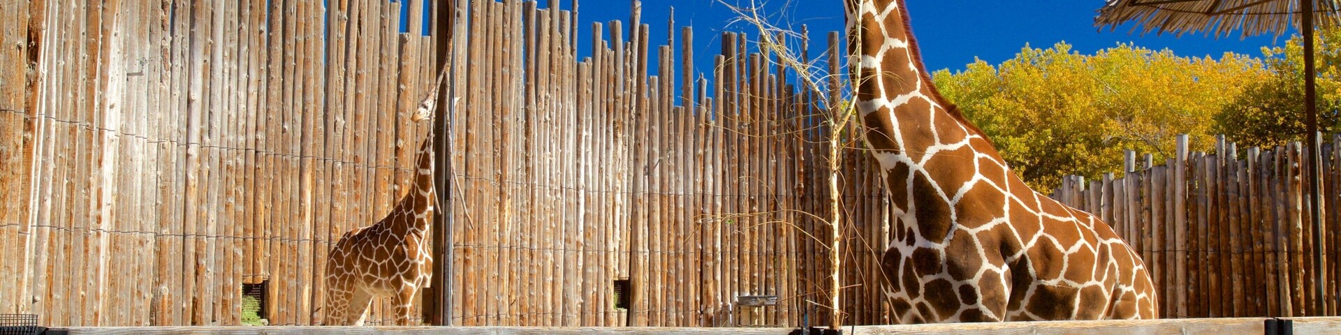 Rio Grande Zoo que incluye animales terrestres y animales del zoológico