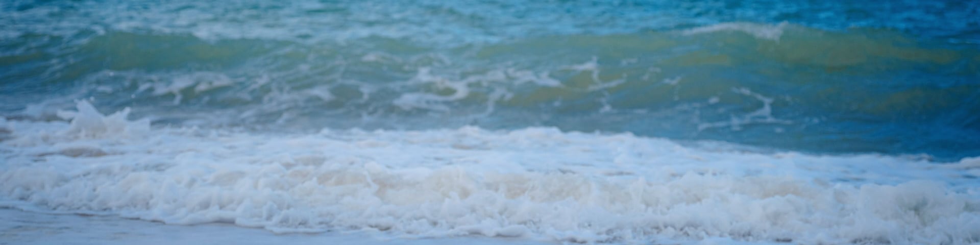 seagull at sand beach in cold winter day. Silver gull with blach head on the shore