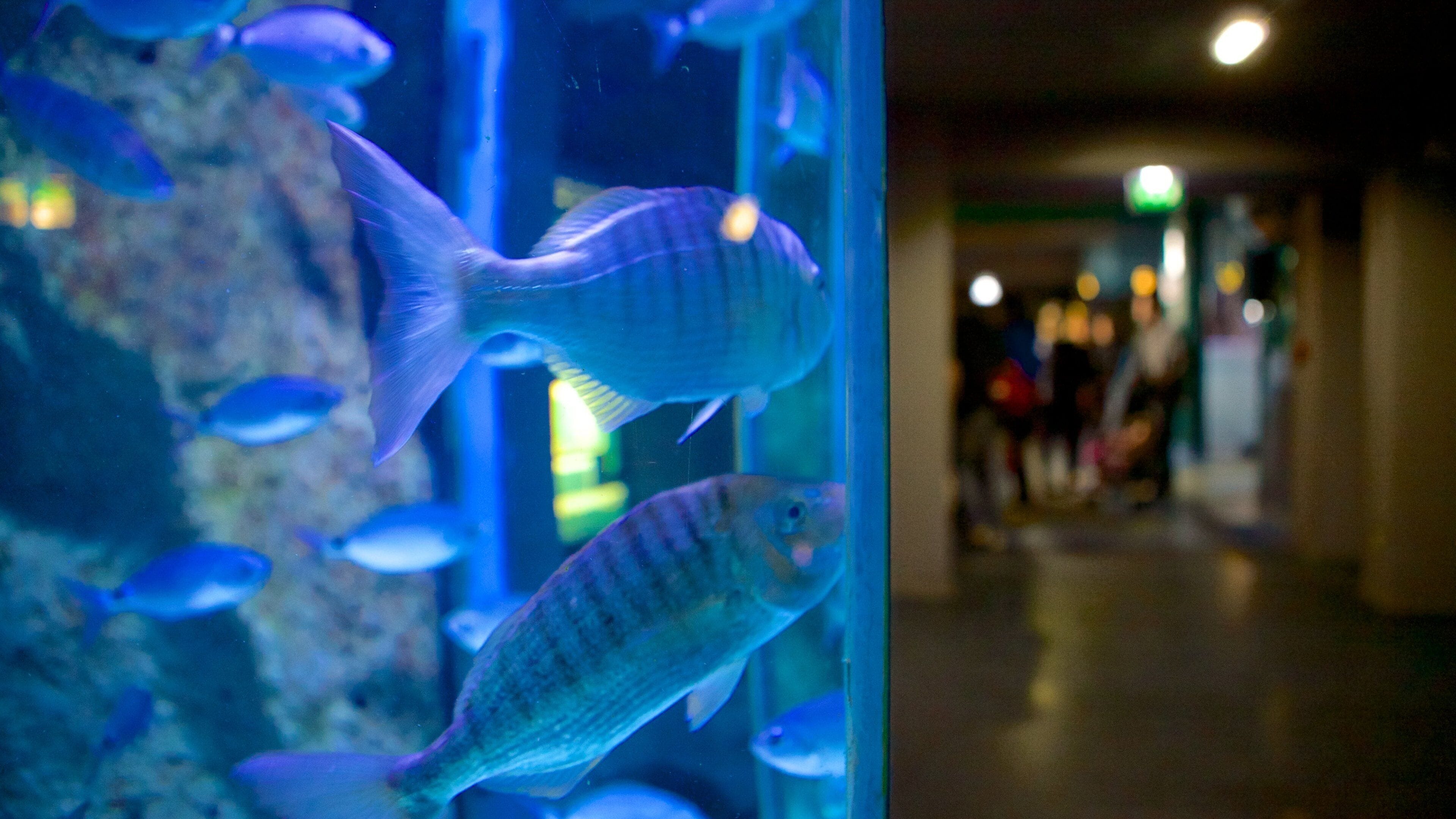 Museo del Mar ofreciendo vida marina