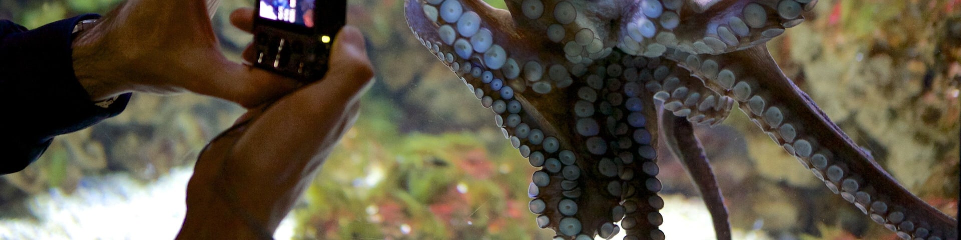 Musée de la Mer montrant vie marine