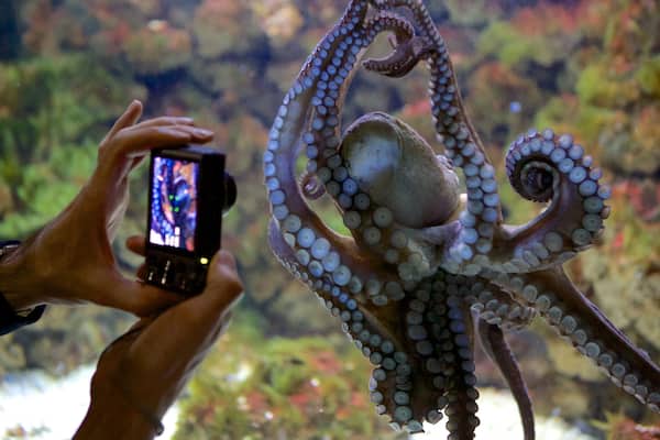 Sea Museum showing marine life