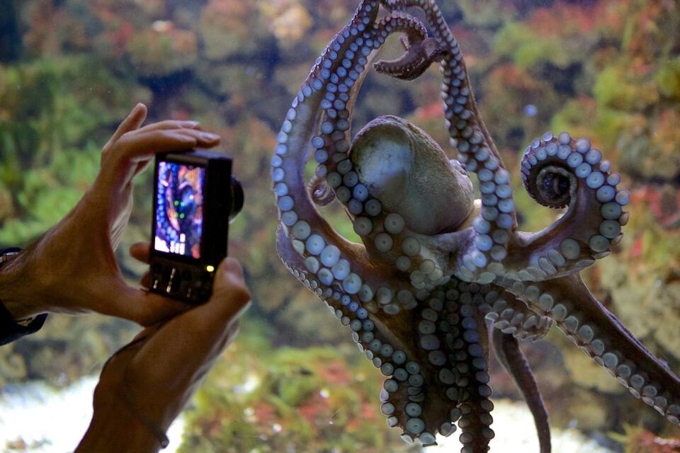 En person som fotograferar en bläckfisk med en smartphone.