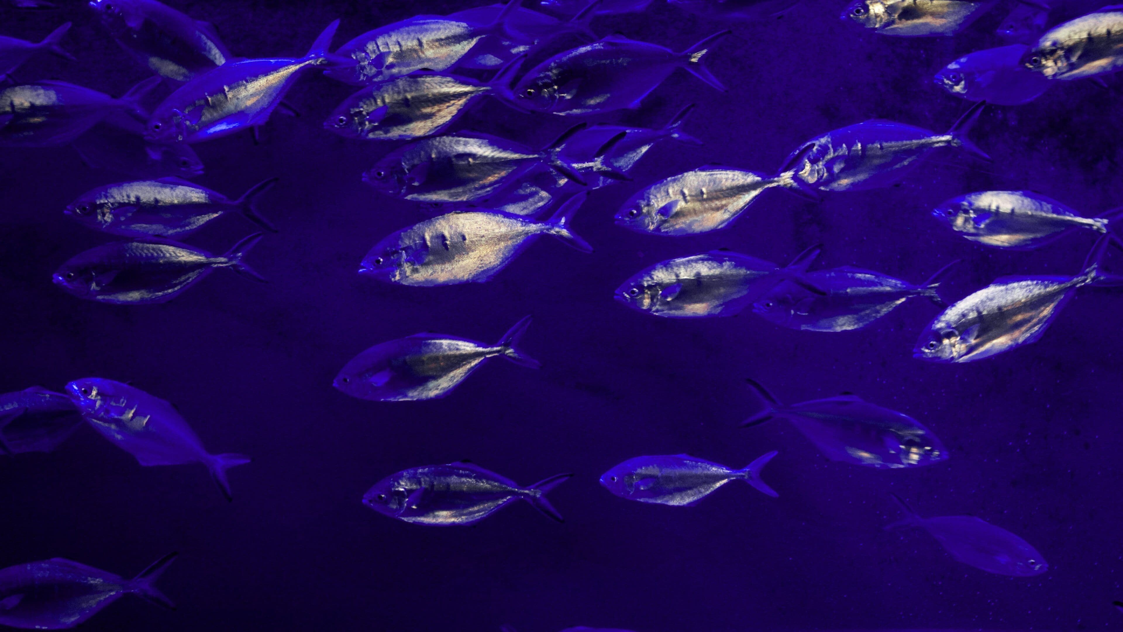 Biarritz Aquarium featuring marine life