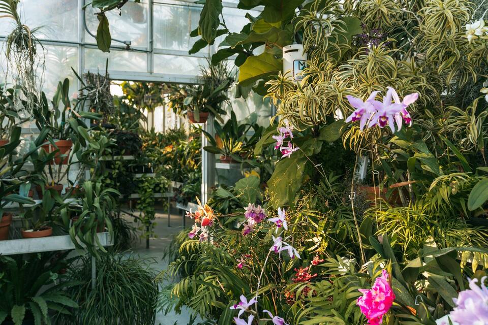 A greenhouse filled with various potted plants and flowers.