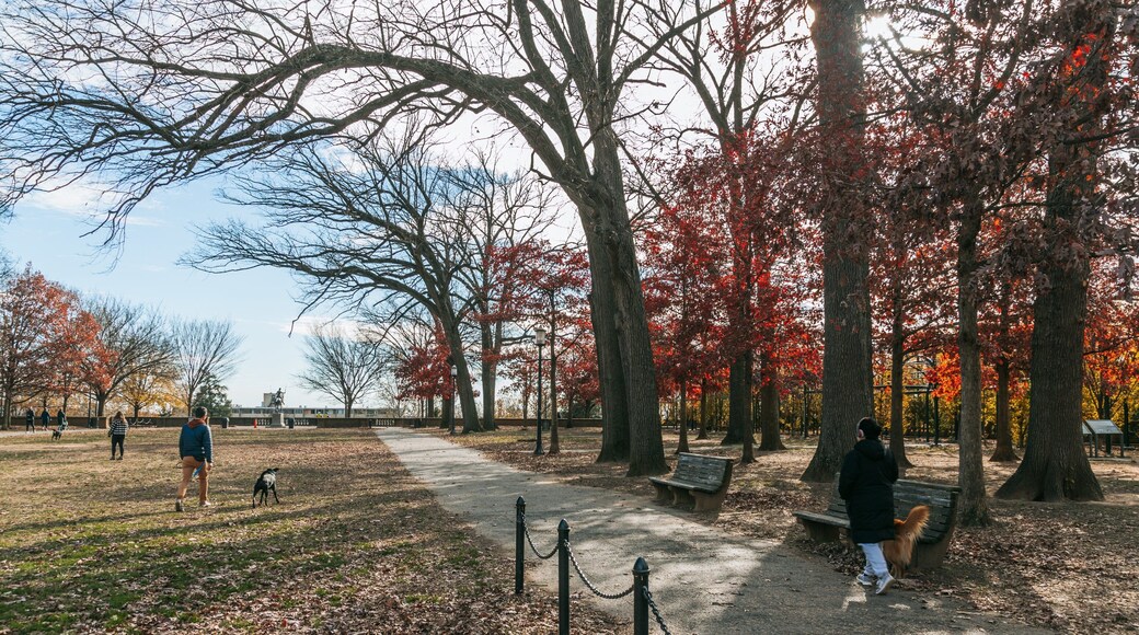 Meridian Hill Park which includes fall colors and a park