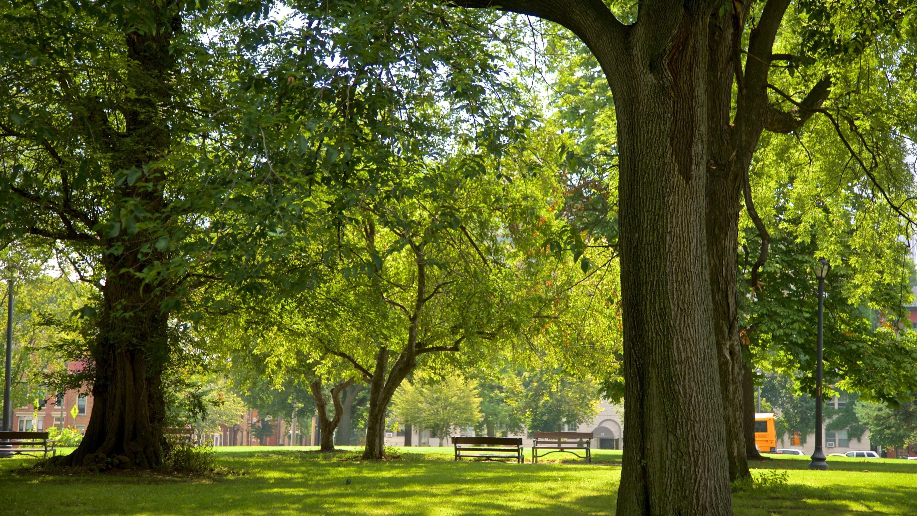 Washington Park welches beinhaltet Garten