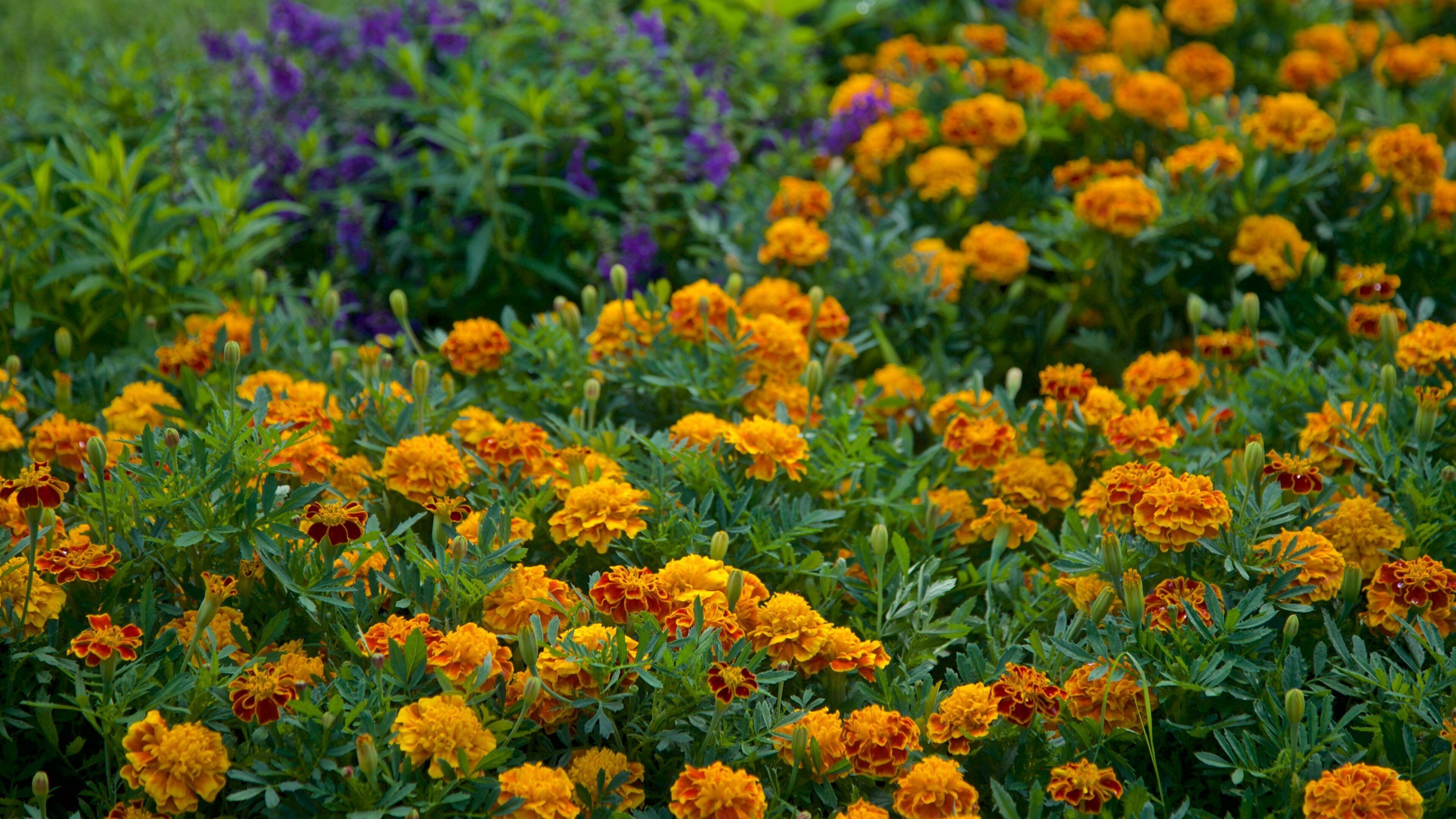 Washington Park featuring wildflowers
