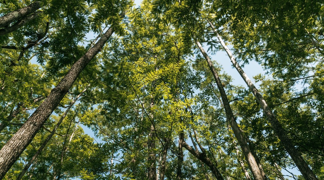 Six Mile Cypress Slough Preserve showing a garden