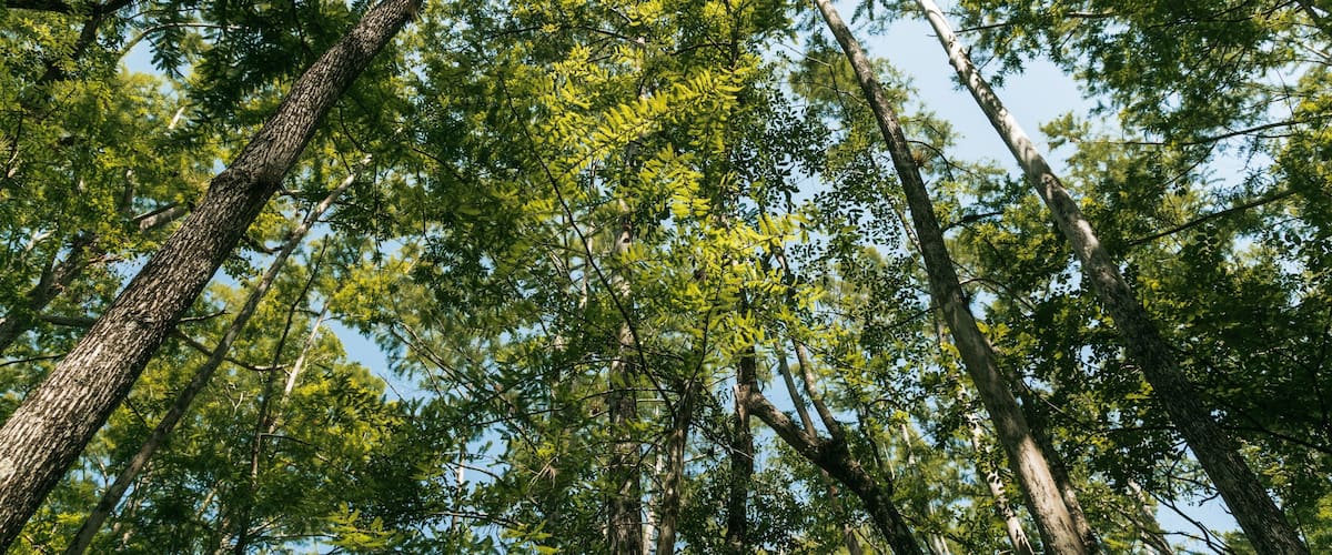 Six Mile Cypress Slough Preserve showing a garden