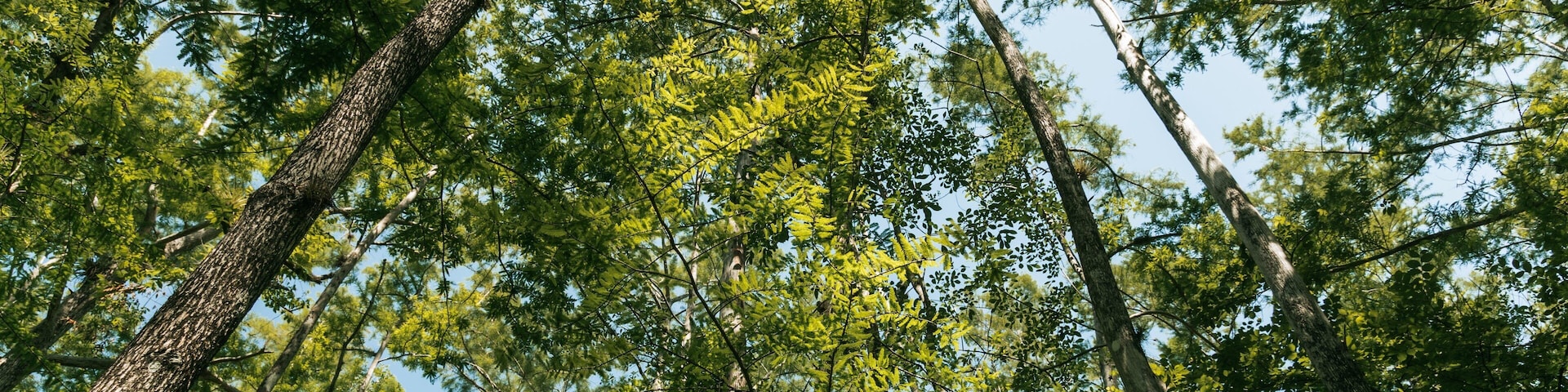 Six Mile Cypress Slough Preserve showing a garden