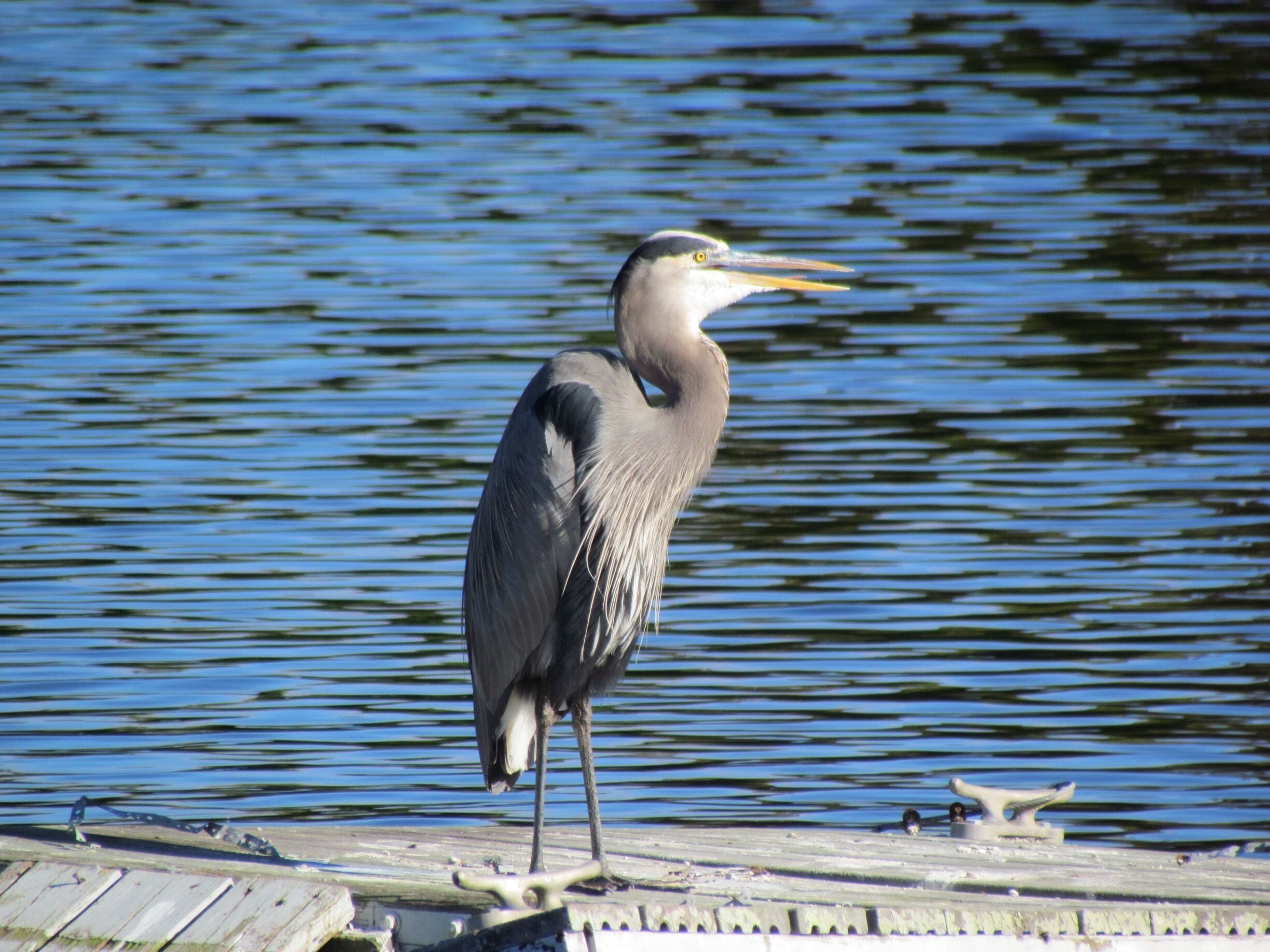 Gorgeous day at Six Mile Cypress Slough in Ft Myers. I was playing with the zoom feature. I love it when a plan comes together. 