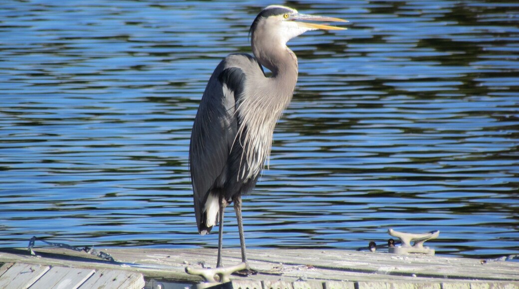 Gorgeous day at Six Mile Cypress Slough in Ft Myers. I was playing with the zoom feature. I love it when a plan comes together.