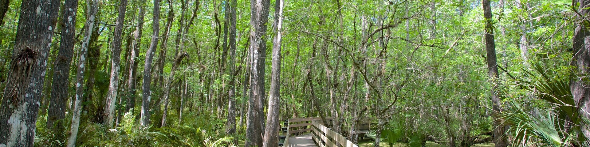 Un paseo marítimo de madera que atraviesa un bosque tupido con árboles altos y helechos.