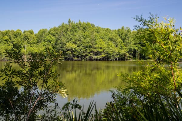 Ein ruhiger See, umgeben von dichtem, grünen Wald.