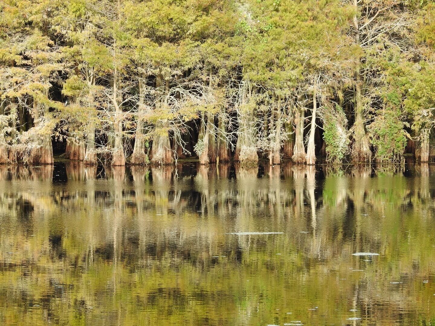 Gorgeous boardwalk through a cypress slough.