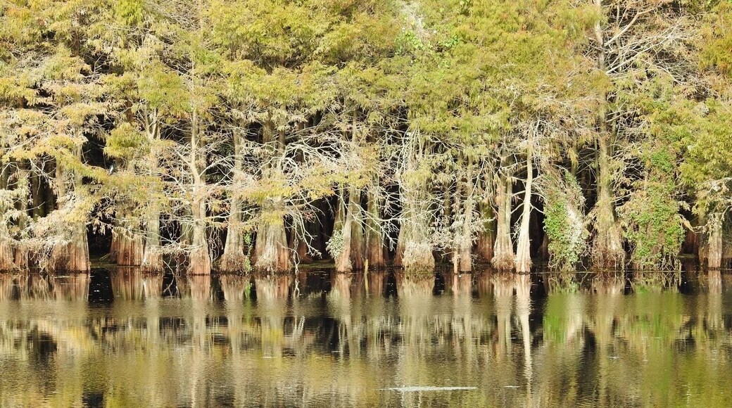 Gorgeous boardwalk through a cypress slough.