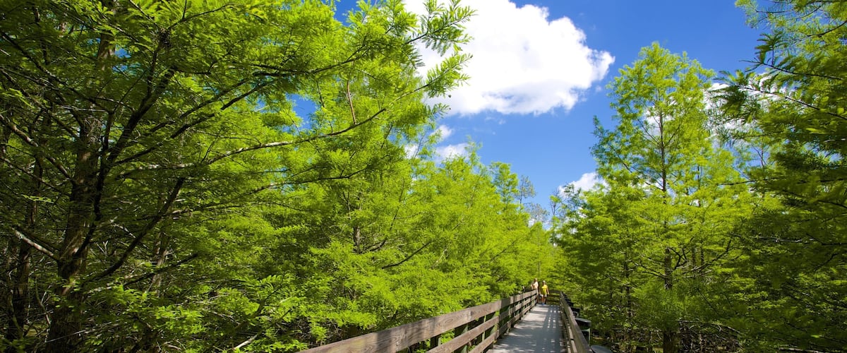 Six Mile Cypress Slough Preserve which includes forest scenes