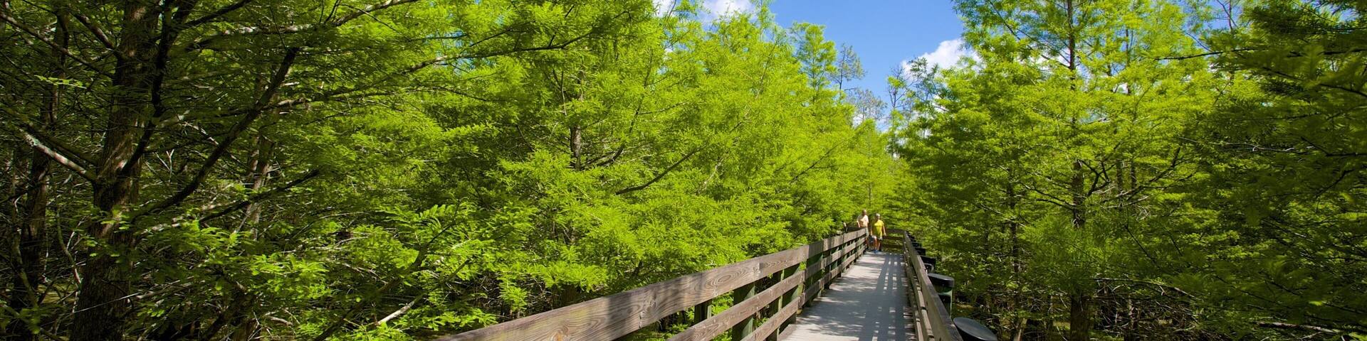 Six Mile Cypress Slough Preserve welches beinhaltet Wälder