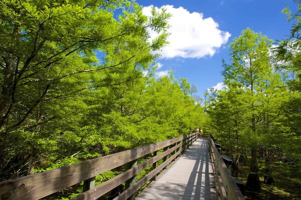 シックス マイル サイプレス スルー保護区 どの含み 森林