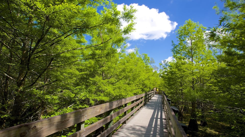 Six Mile Cypress Slough Preserve featuring forest scenes
