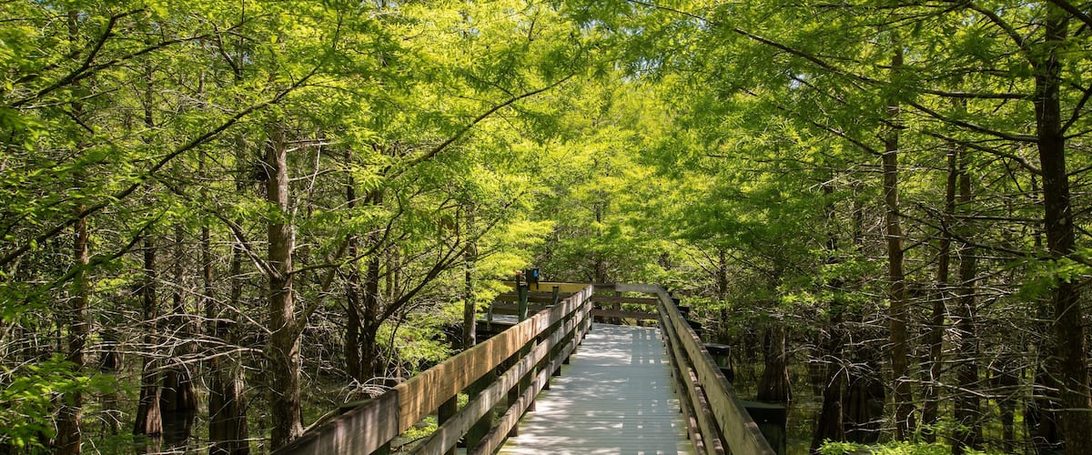 Six Mile Cypress Slough Preserve featuring forest scenes and a bridge