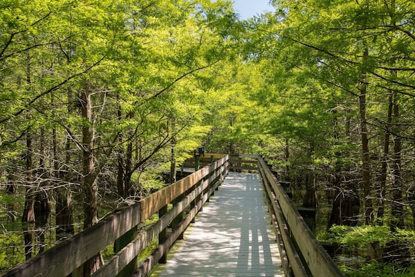 Six Mile Cypress Slough Preserve featuring forest scenes and a bridge