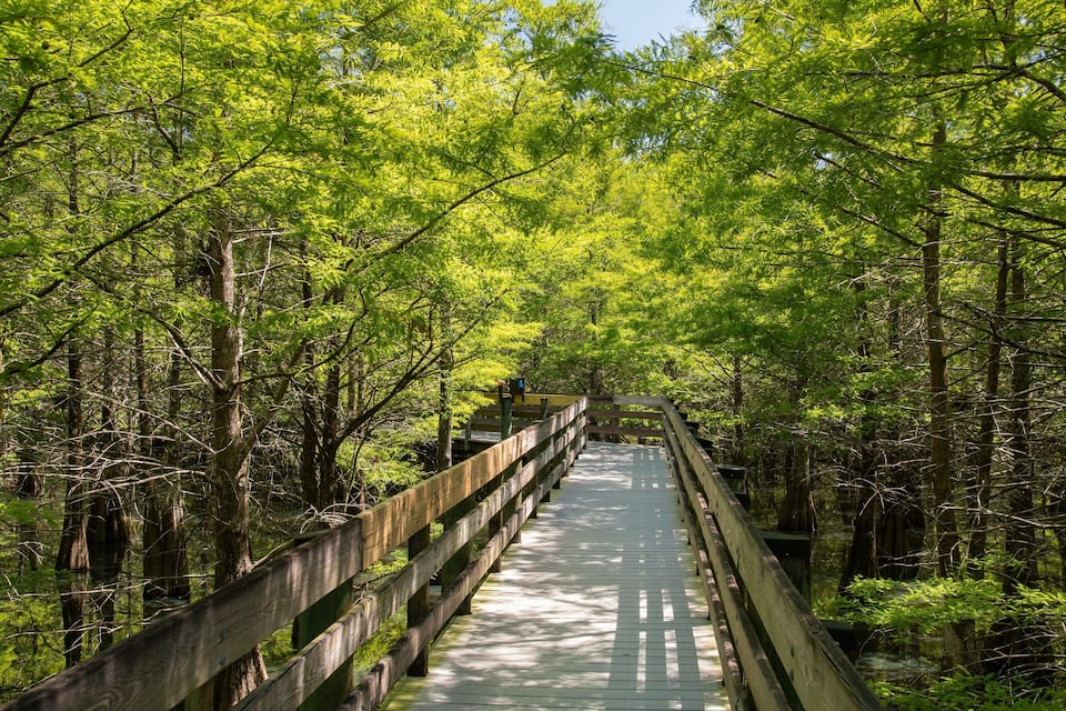 A wooden boardwalk through a dense forest with tall trees and sunlight filtering through the leaves.