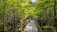 Six Mile Cypress Slough Preserve featuring forest scenes and a bridge