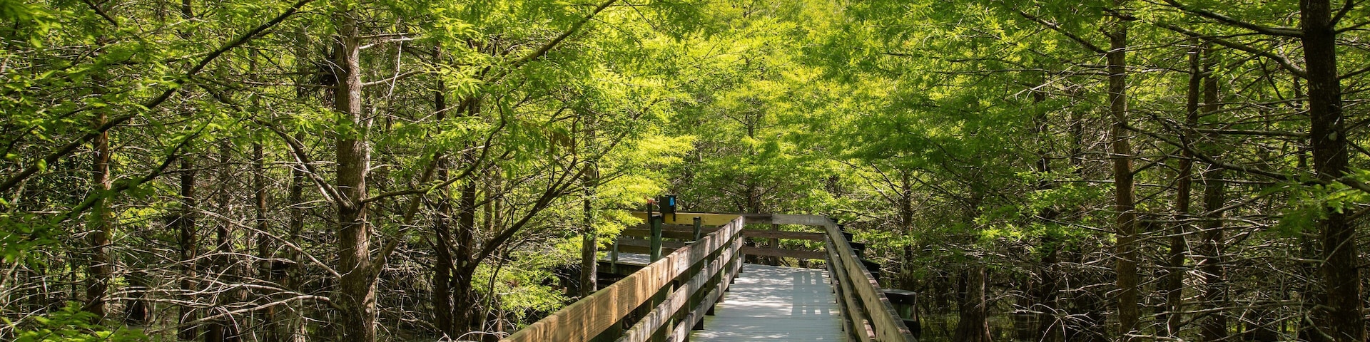 Six Mile Cypress Slough Preserve featuring forest scenes and a bridge